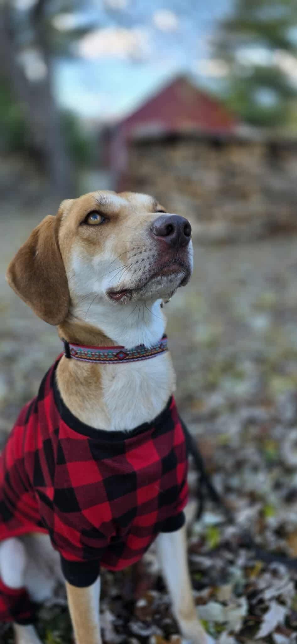 Enlarge Hazel Jane, a Adoptable mixed breed in Montpelier, VT image 1/3