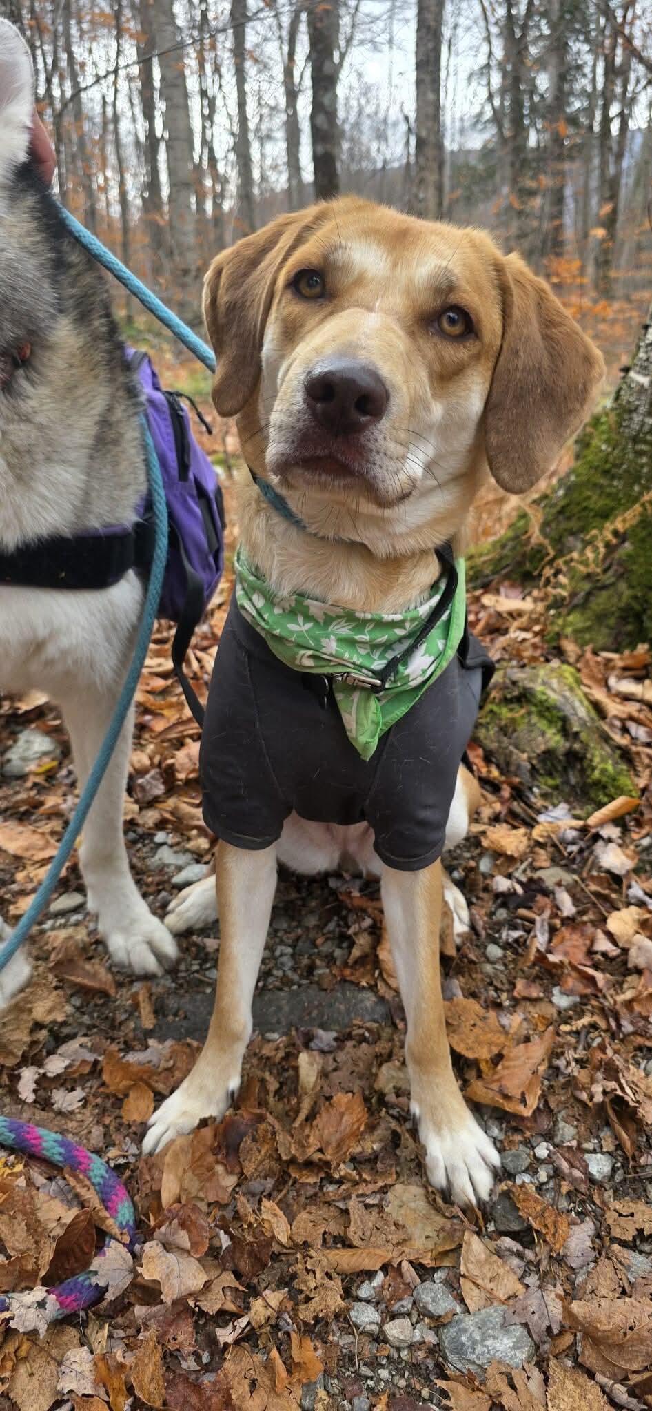 Enlarge Hazel Jane, a Adoptable mixed breed in Montpelier, VT image 2/3
