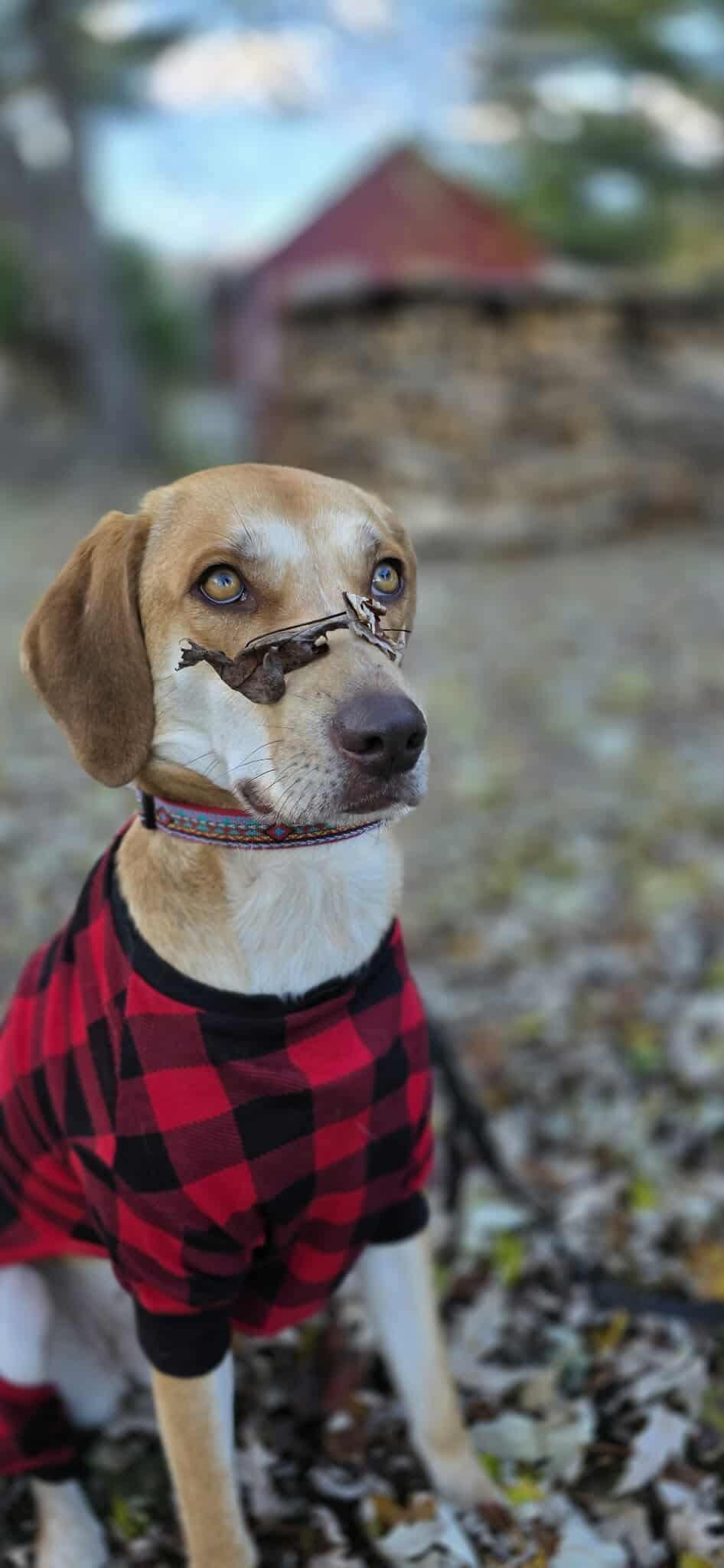 Enlarge Hazel Jane, a Adoptable mixed breed in Montpelier, VT image 3/3