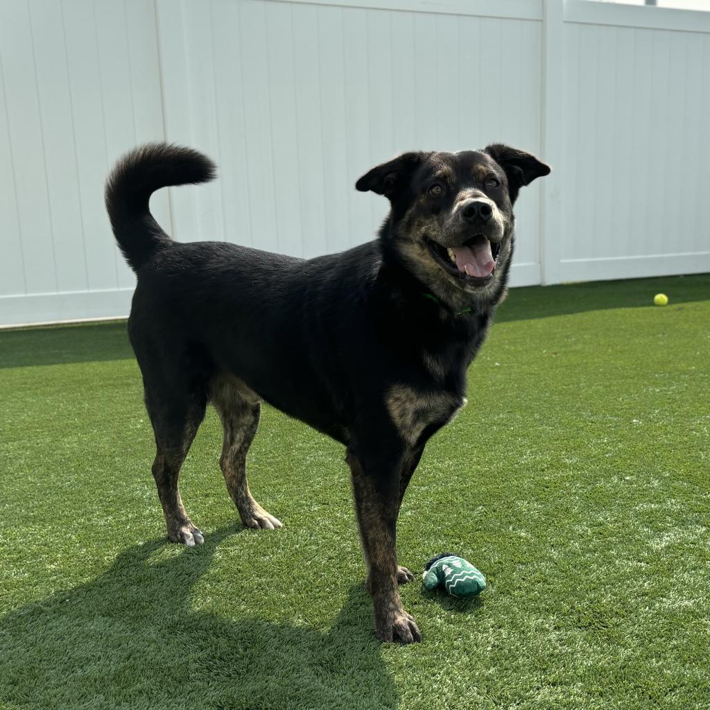 Brody, Adoptable, Adult Male Mixed Breed.