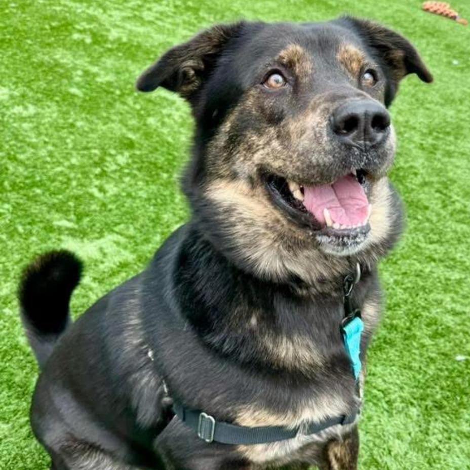 Enlarge Brody, a Adoptable Mixed Breed in Naperville, IL image 2/2