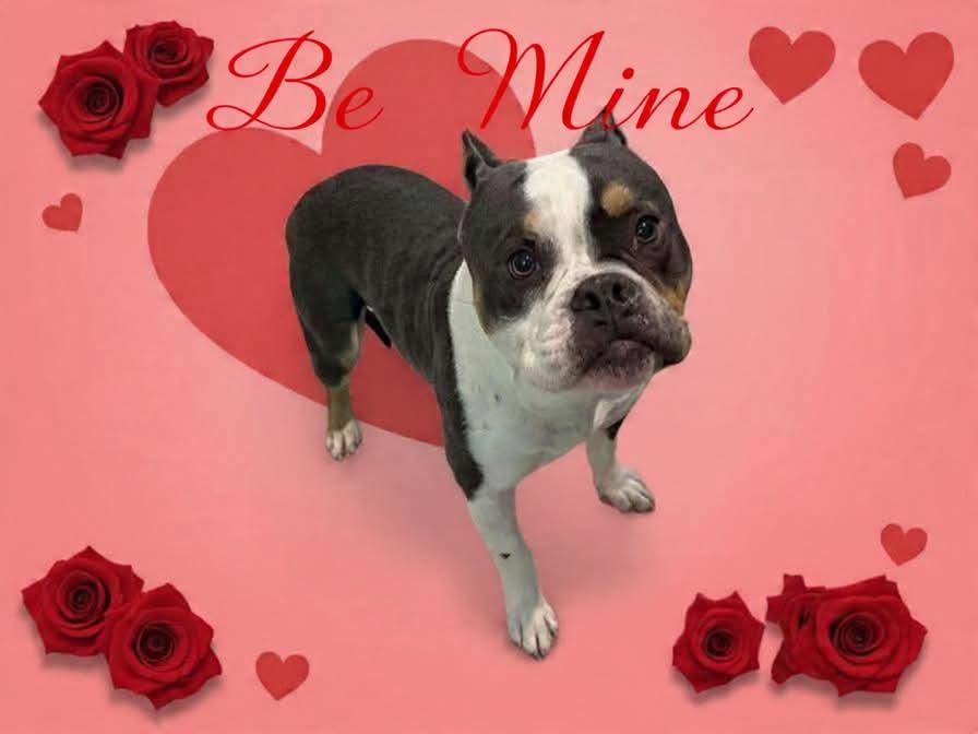 Enlarge BE MY VALENTINE???!!, a ADOPTABLE American Bully in Northwood, OH image 1/3