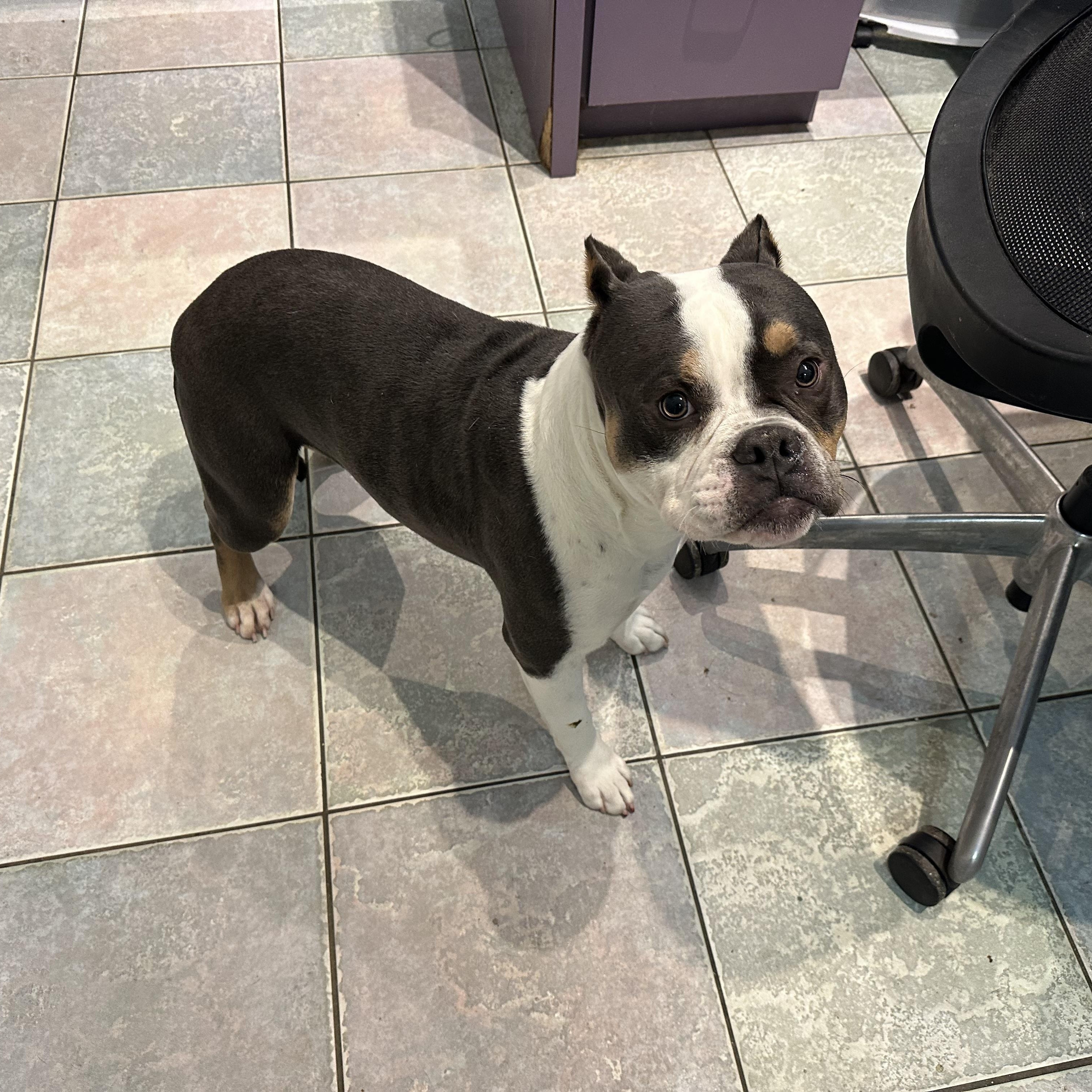 Enlarge BE MY VALENTINE???!!, a ADOPTABLE American Bully in Northwood, OH image 2/3