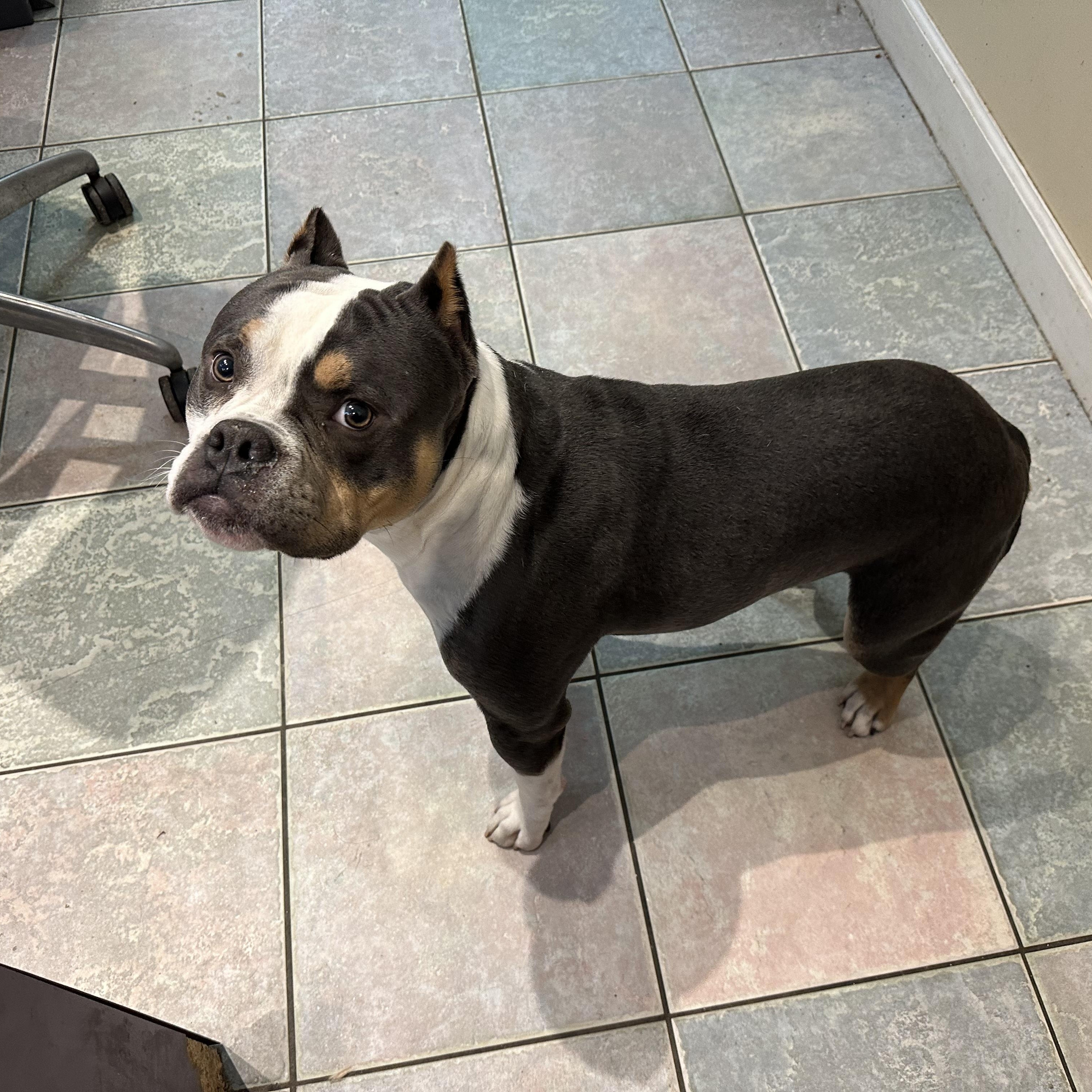 Enlarge BE MY VALENTINE???!!, a ADOPTABLE American Bully in Northwood, OH image 3/3