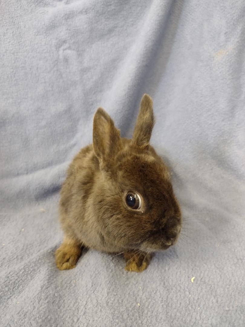 Enlarge Ernie**, a Adoptable Britannia Petite in Plymouth, MI image 1/3