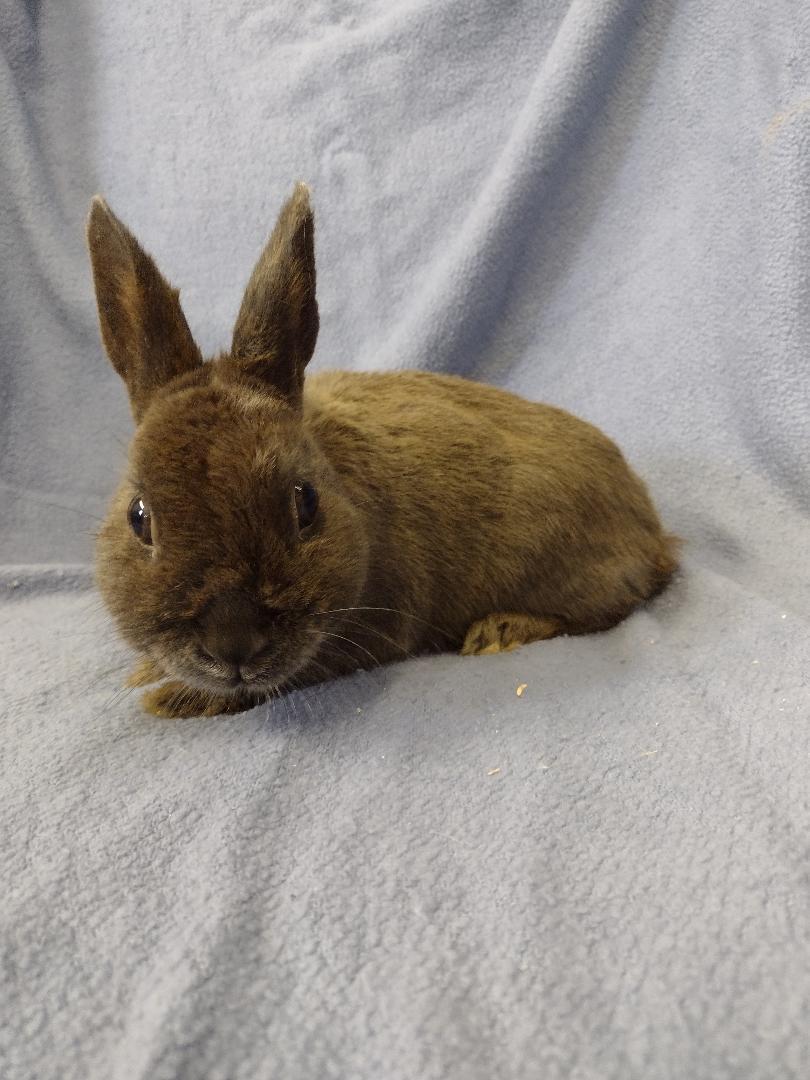 Enlarge Ernie**, a Adoptable Britannia Petite in Plymouth, MI image 3/3