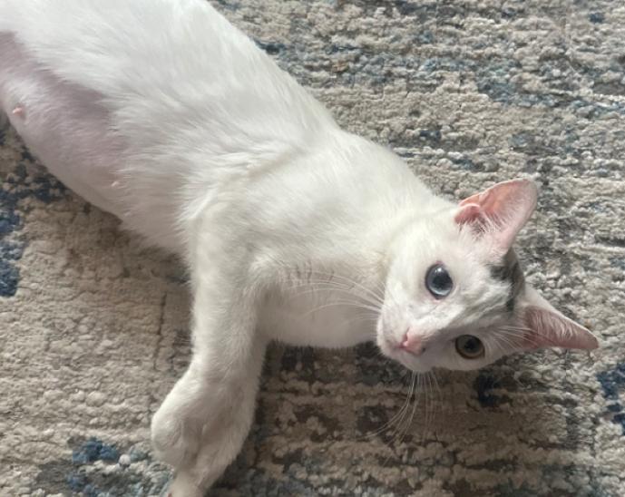 Enlarge Wonderful Winnie, a Adoptable Domestic Short Hair in Bryn Mawr, PA image 1/5