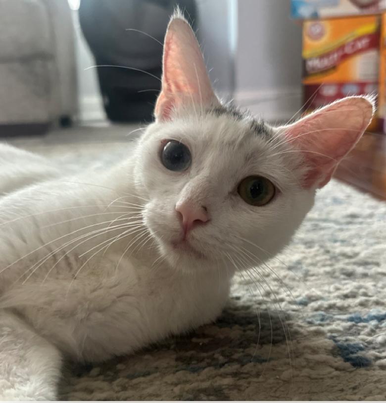 Enlarge Wonderful Winnie, a Adoptable Domestic Short Hair in Bryn Mawr, PA image 3/5