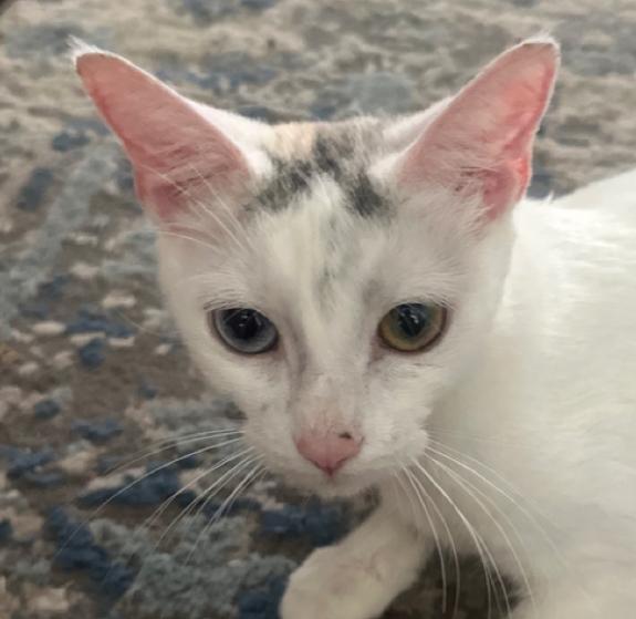 Enlarge Wonderful Winnie, a Adoptable Domestic Short Hair in Bryn Mawr, PA image 4/5