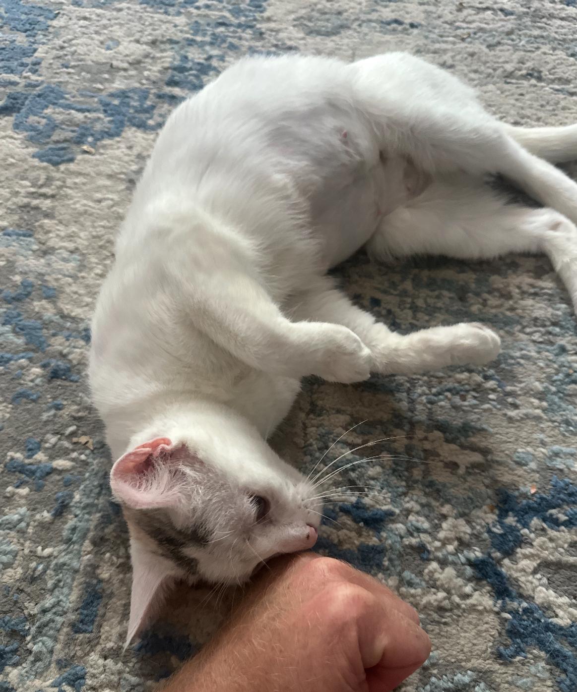 Enlarge Wonderful Winnie, a Adoptable Domestic Short Hair in Bryn Mawr, PA image 5/5