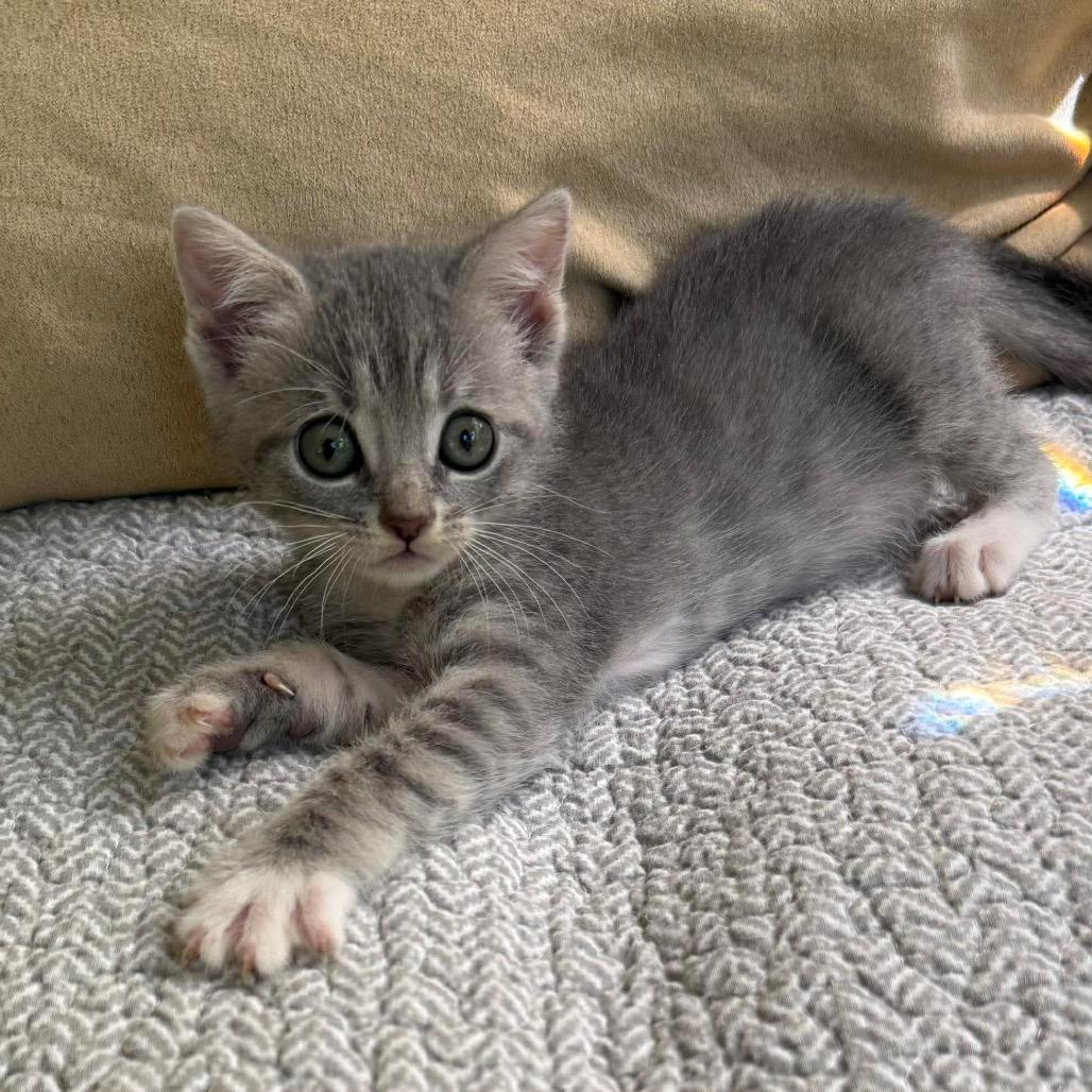 Pinochle, Adoptable, Kitten Female Domestic Short Hair.