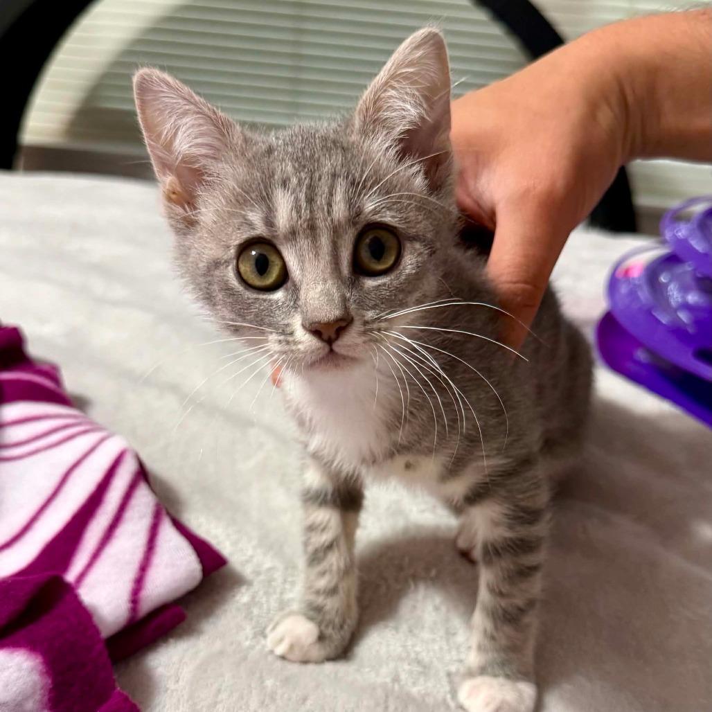 Enlarge Pinochle, a Adoptable Domestic Short Hair in Williston, FL image 2/4