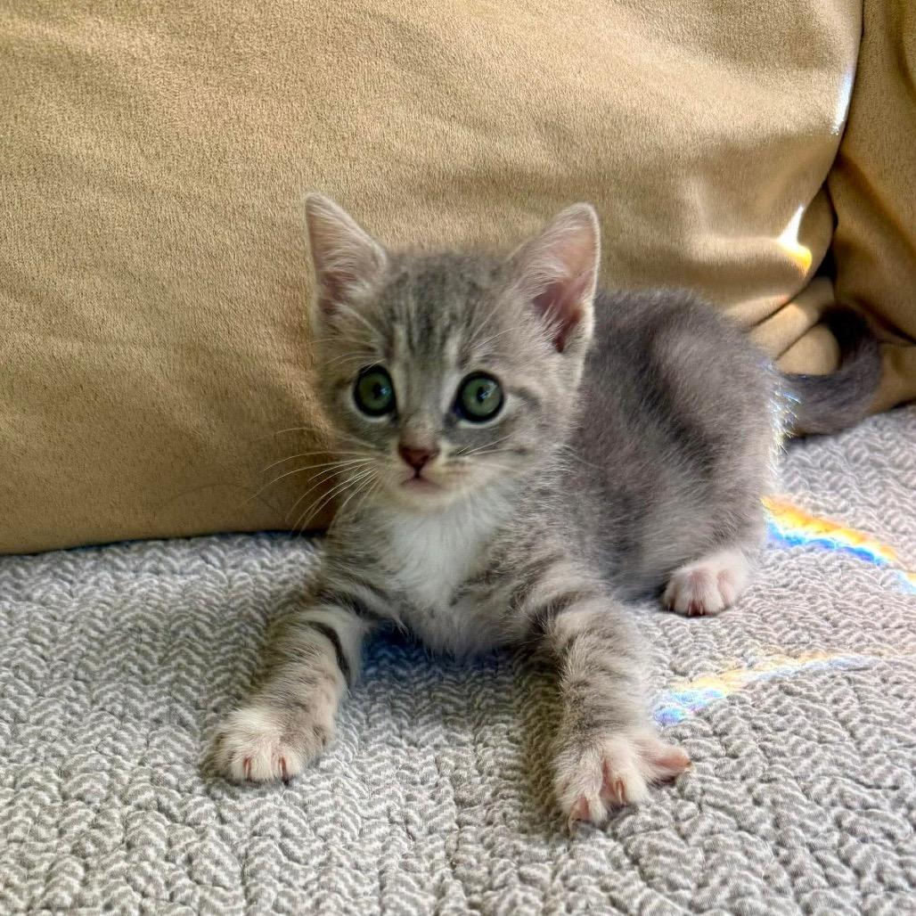 Enlarge Pinochle, a Adoptable Domestic Short Hair in Williston, FL image 3/4