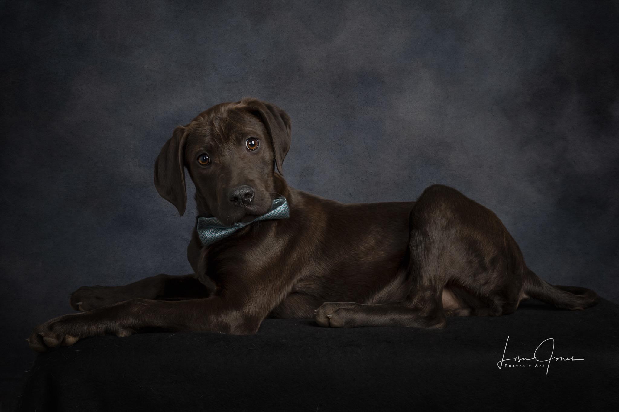 Baloo, ADOPTABLE, Puppy Male Mixed Breed.