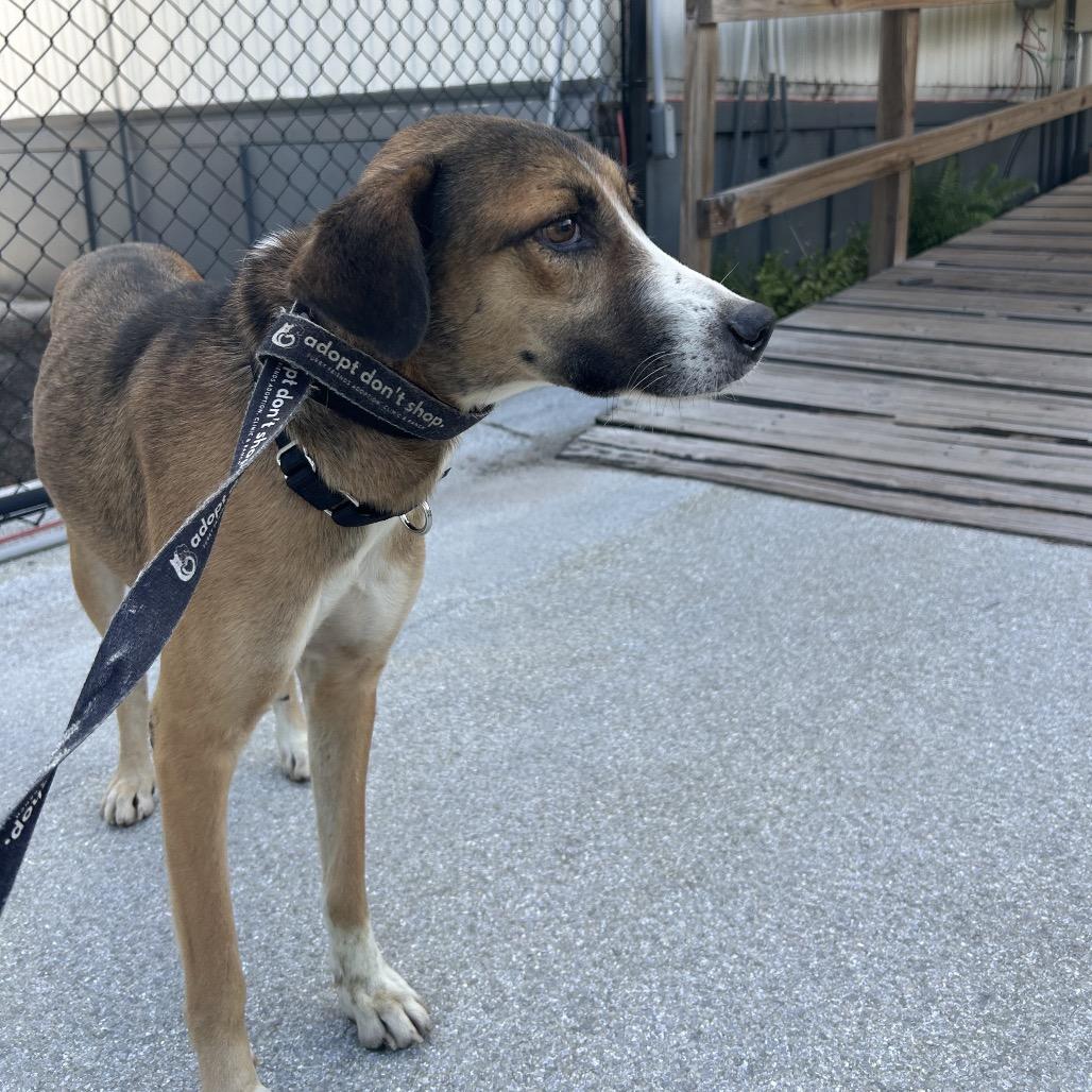 Enlarge Pops, a Adoptable Mixed Breed in Jupiter, FL image 1/6