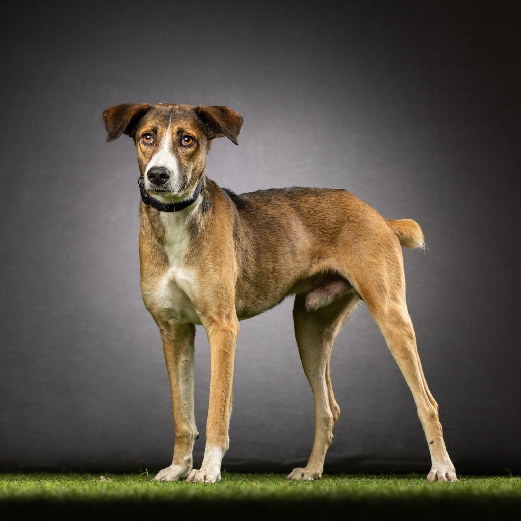 Enlarge Pops, a Adoptable Mixed Breed in Jupiter, FL image 2/6