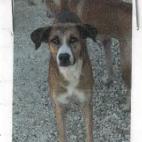 Enlarge Pops, a Adoptable Mixed Breed in Jupiter, FL image 3/6