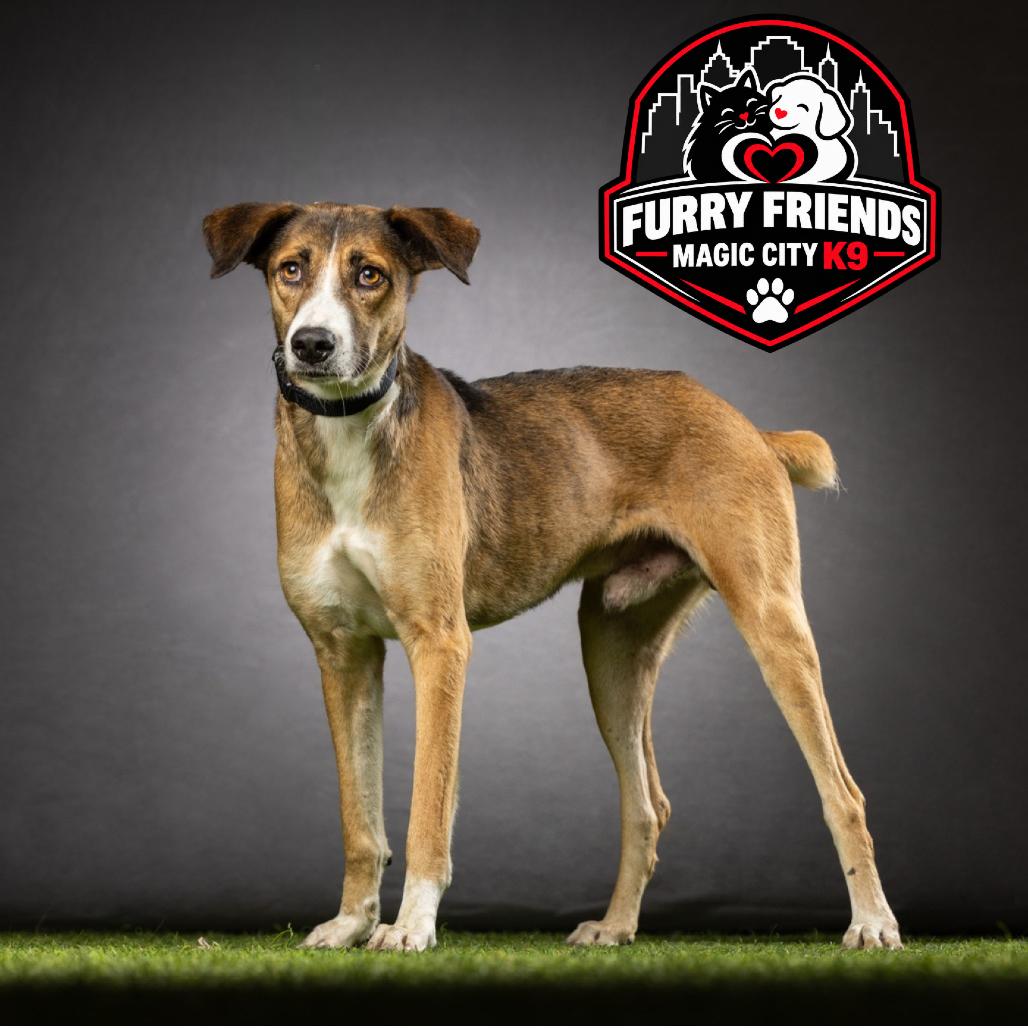 Enlarge Pops, a Adoptable Mixed Breed in Jupiter, FL image 4/5