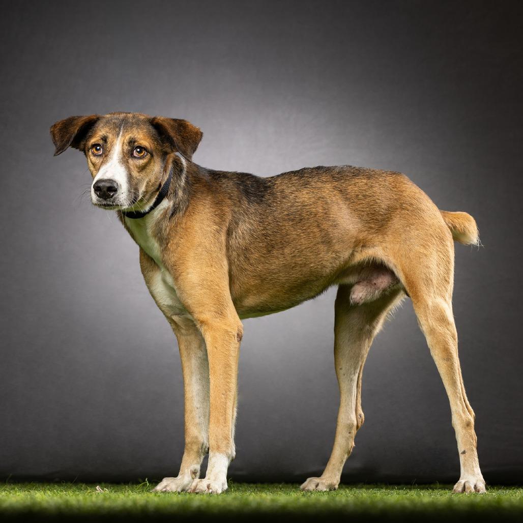 Enlarge Pops, a Adoptable Mixed Breed in Jupiter, FL image 4/6