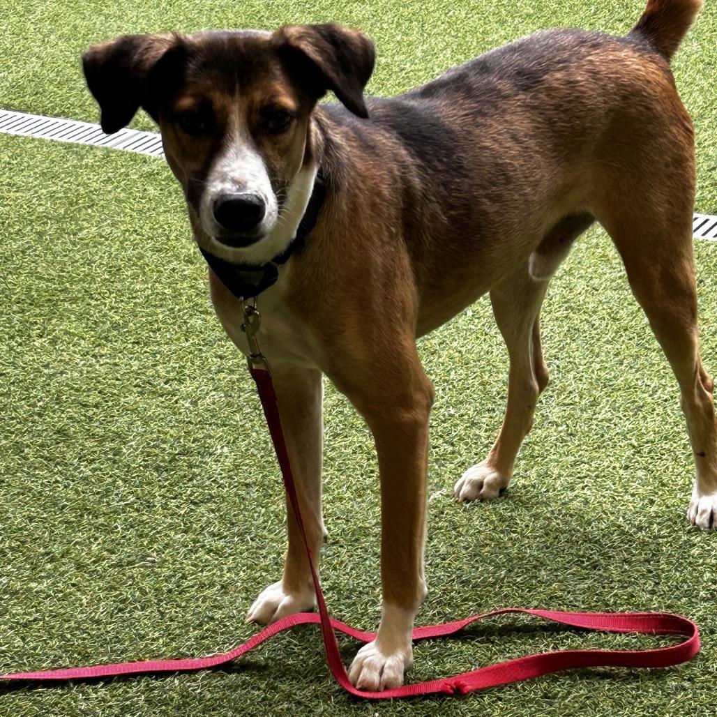 Enlarge Pops, a Adoptable Mixed Breed in Jupiter, FL image 5/6
