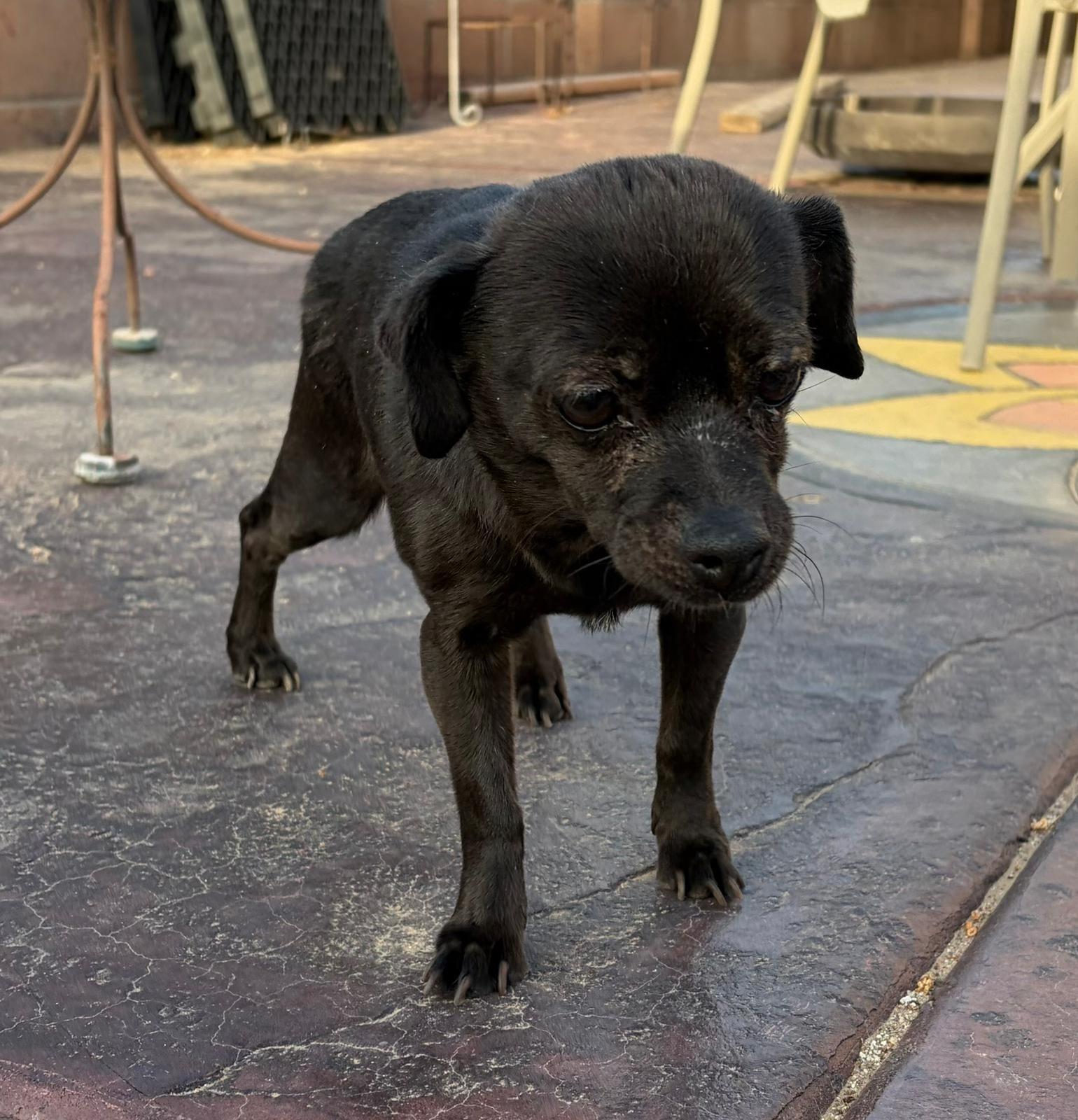 Enlarge Glitter, a ADOPTABLE mixed breed in Albuquerque, NM image 1/1