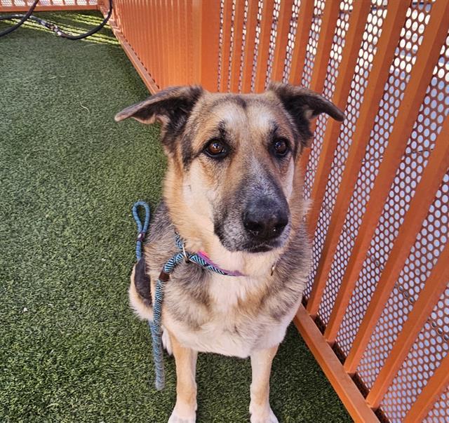 Enlarge PUMA, a Adoptable mixed breed in Las Vegas, NV image 1/1