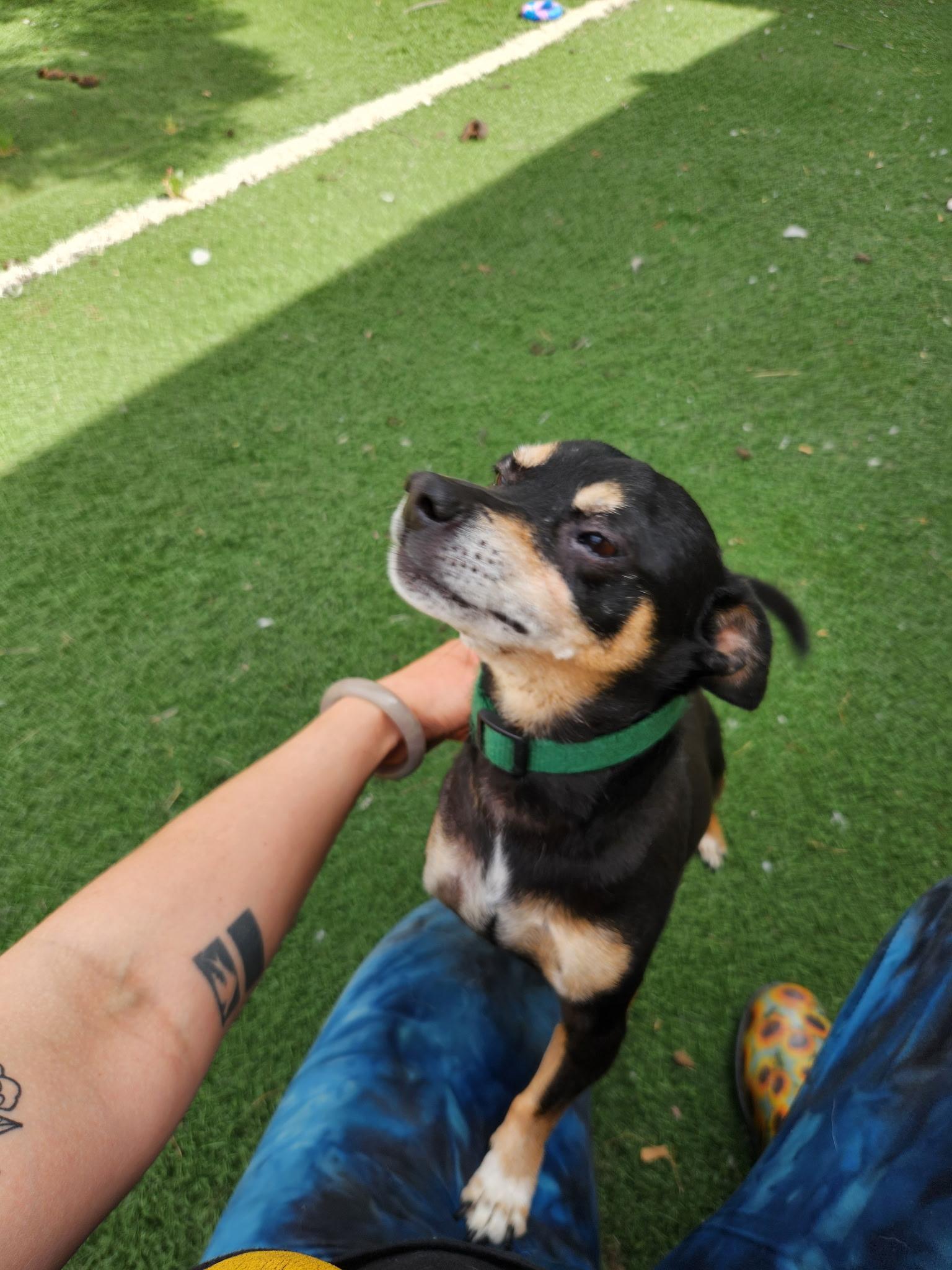 Enlarge Peanut, an adoptable mixed breed in Madera, CA image 3/3