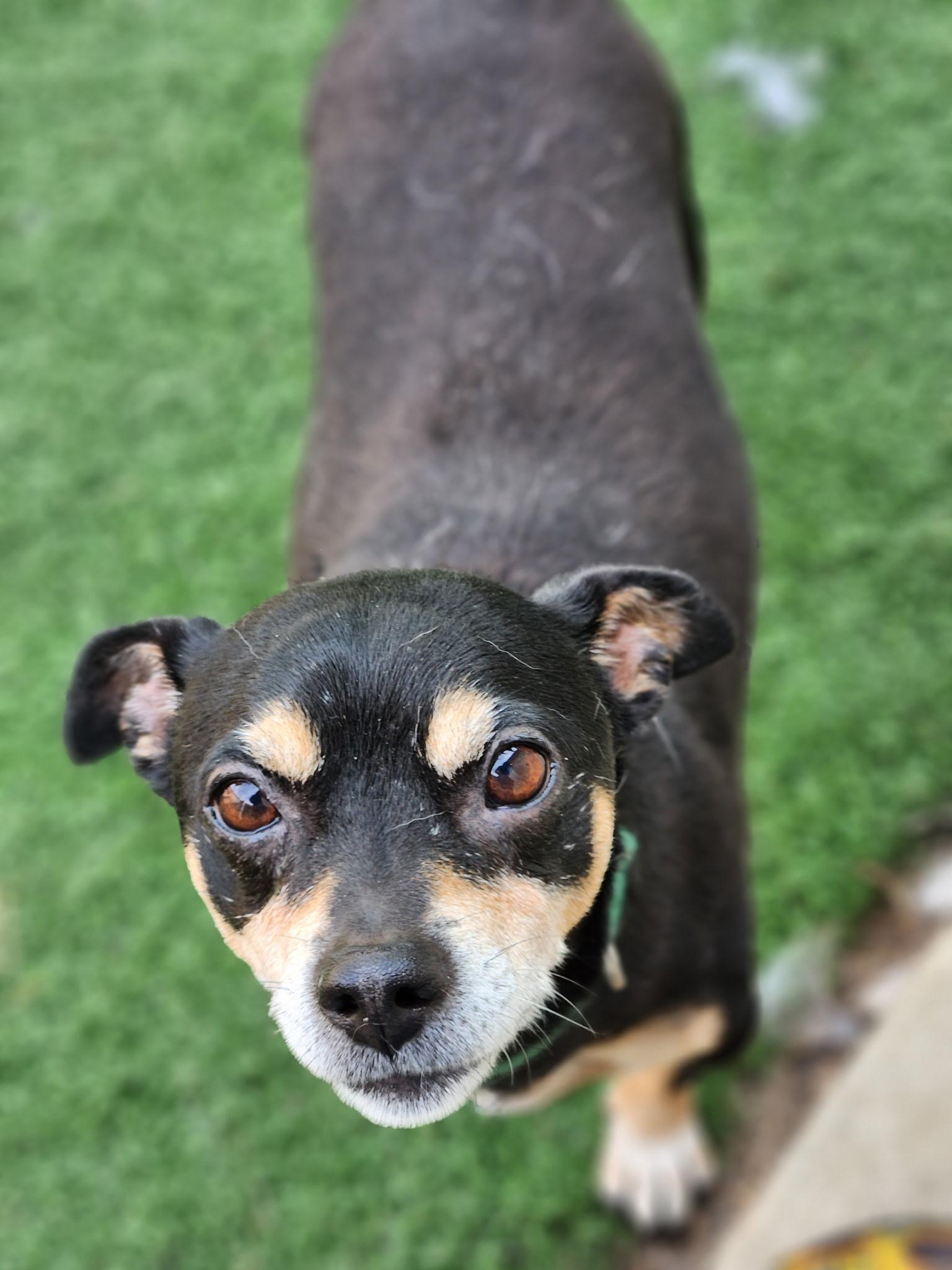 Enlarge Peanut, an adoptable mixed breed in Madera, CA image 1/3