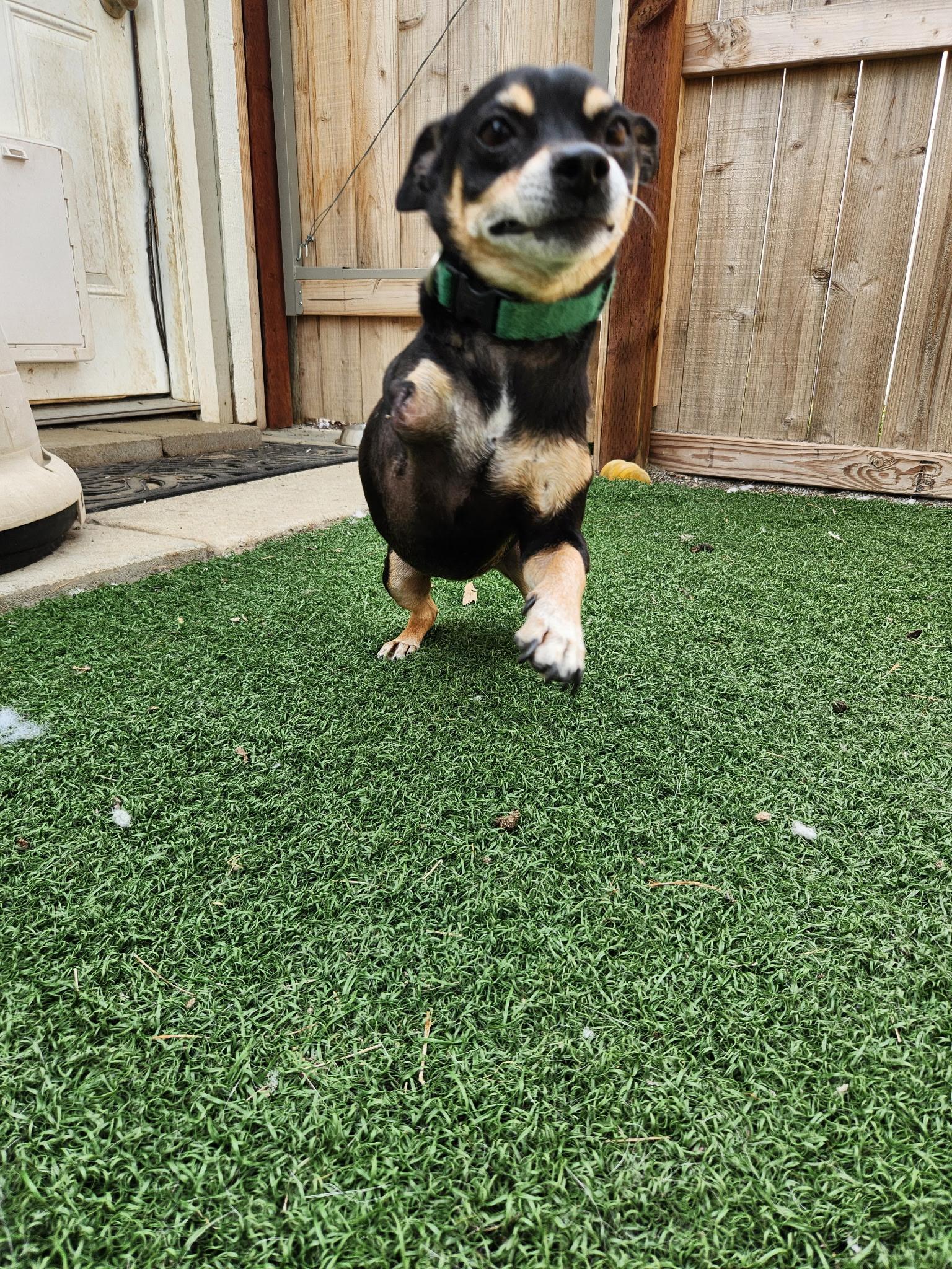 Enlarge Peanut, an adoptable mixed breed in Madera, CA image 2/3