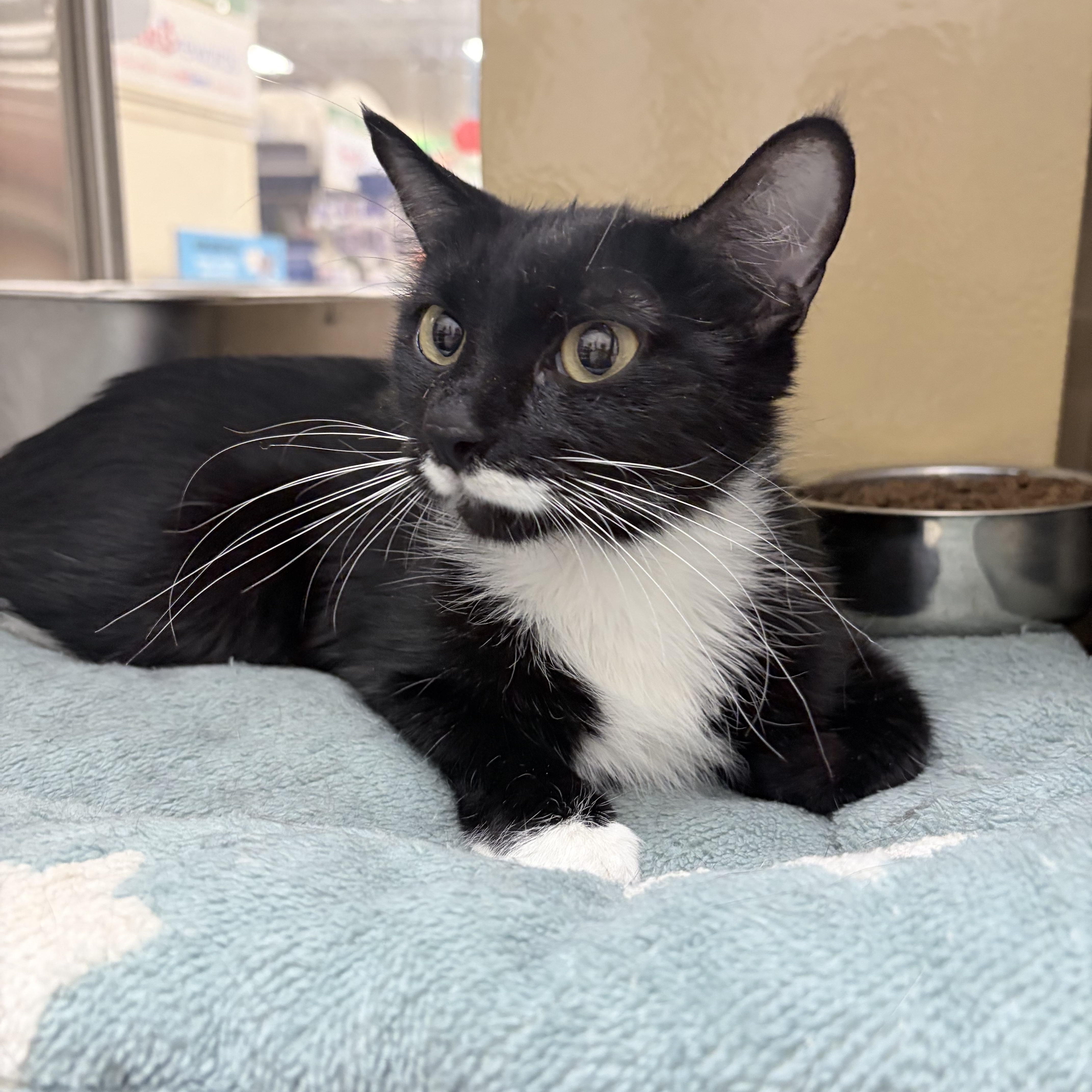 Poppy, a ADOPTABLE Domestic Short Hair in Chandler, AZ image 2/3