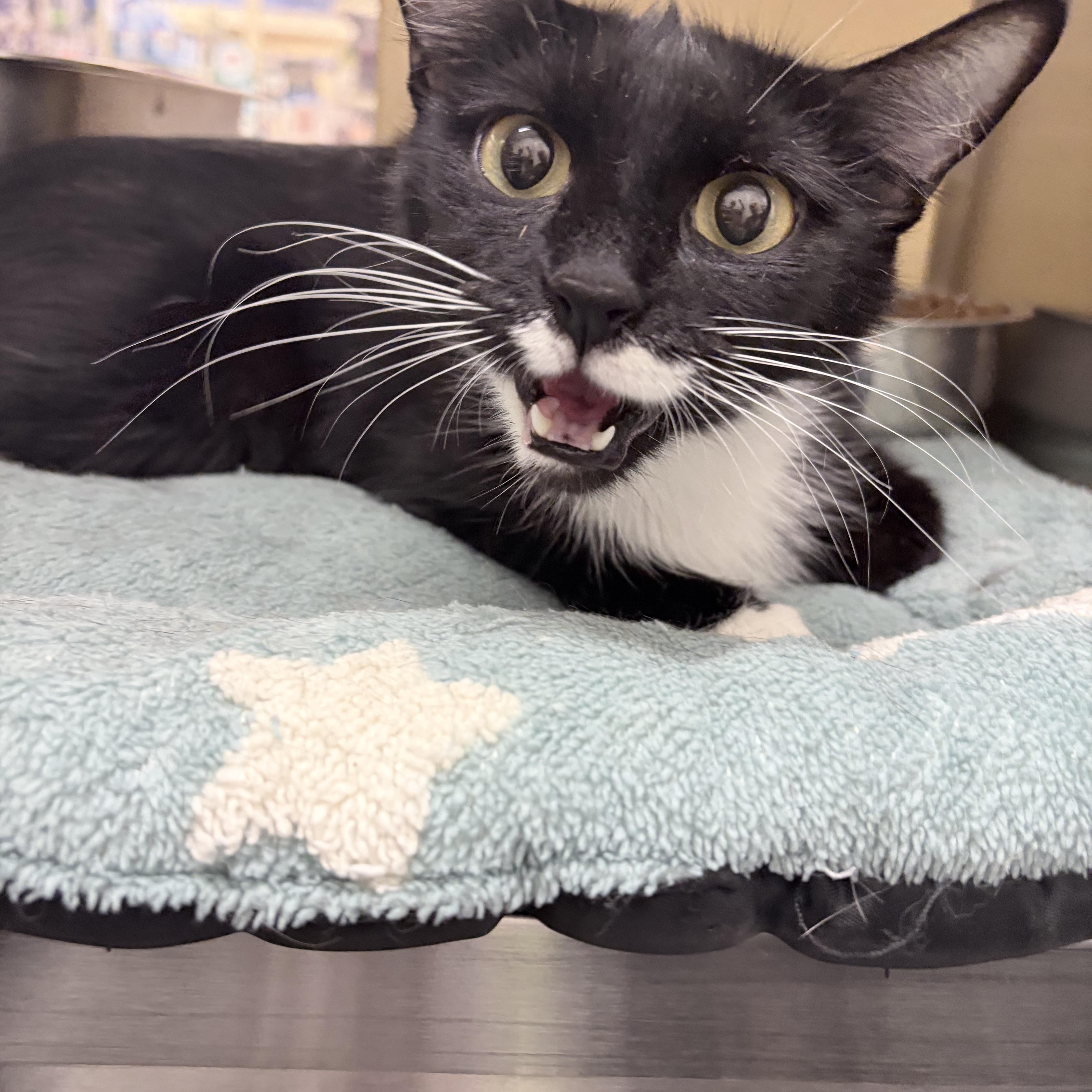 Poppy, ADOPTABLE, Young Female Domestic Short Hair.