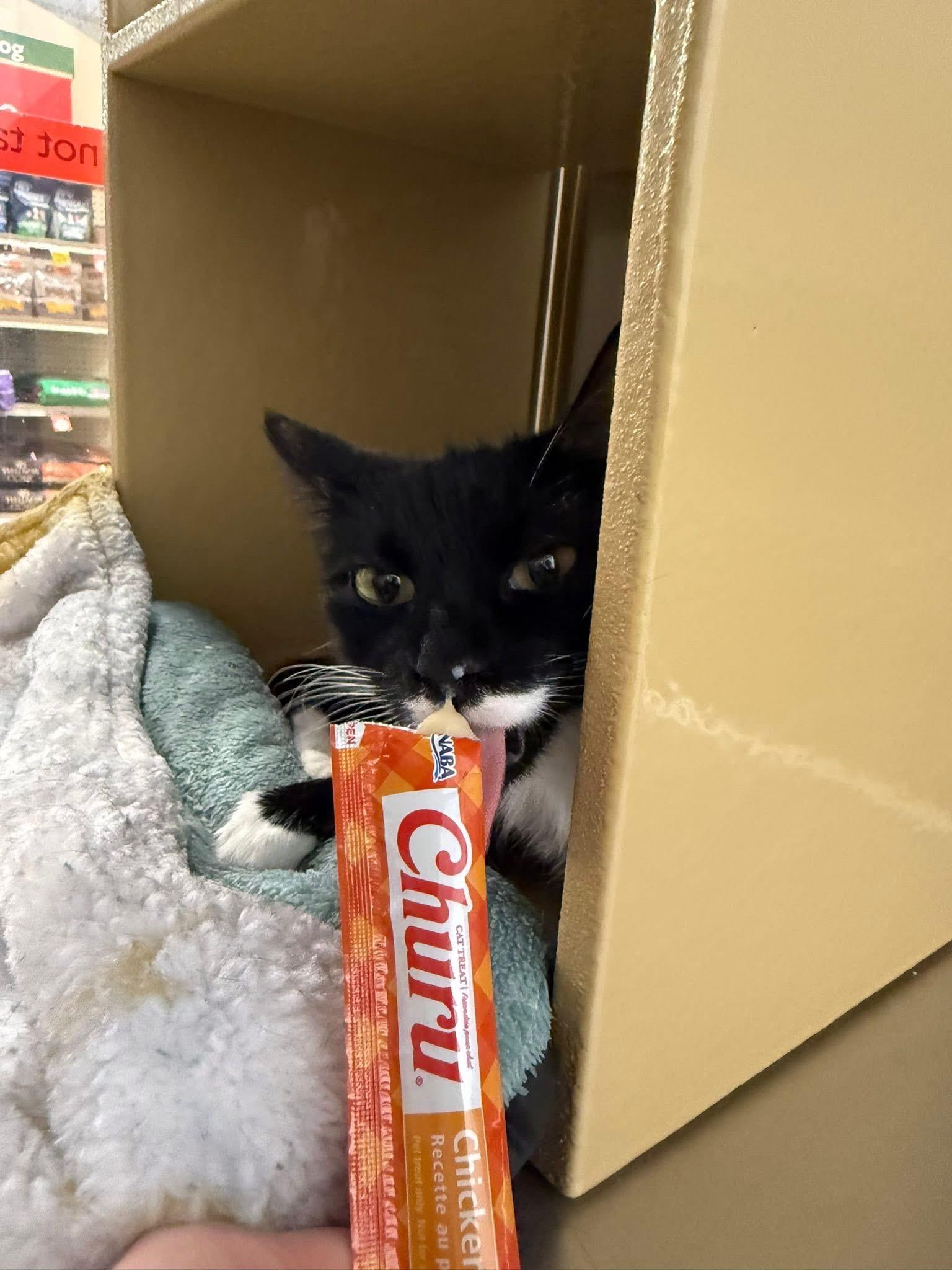 Poppy, a ADOPTABLE Domestic Short Hair in Chandler, AZ image 3/3