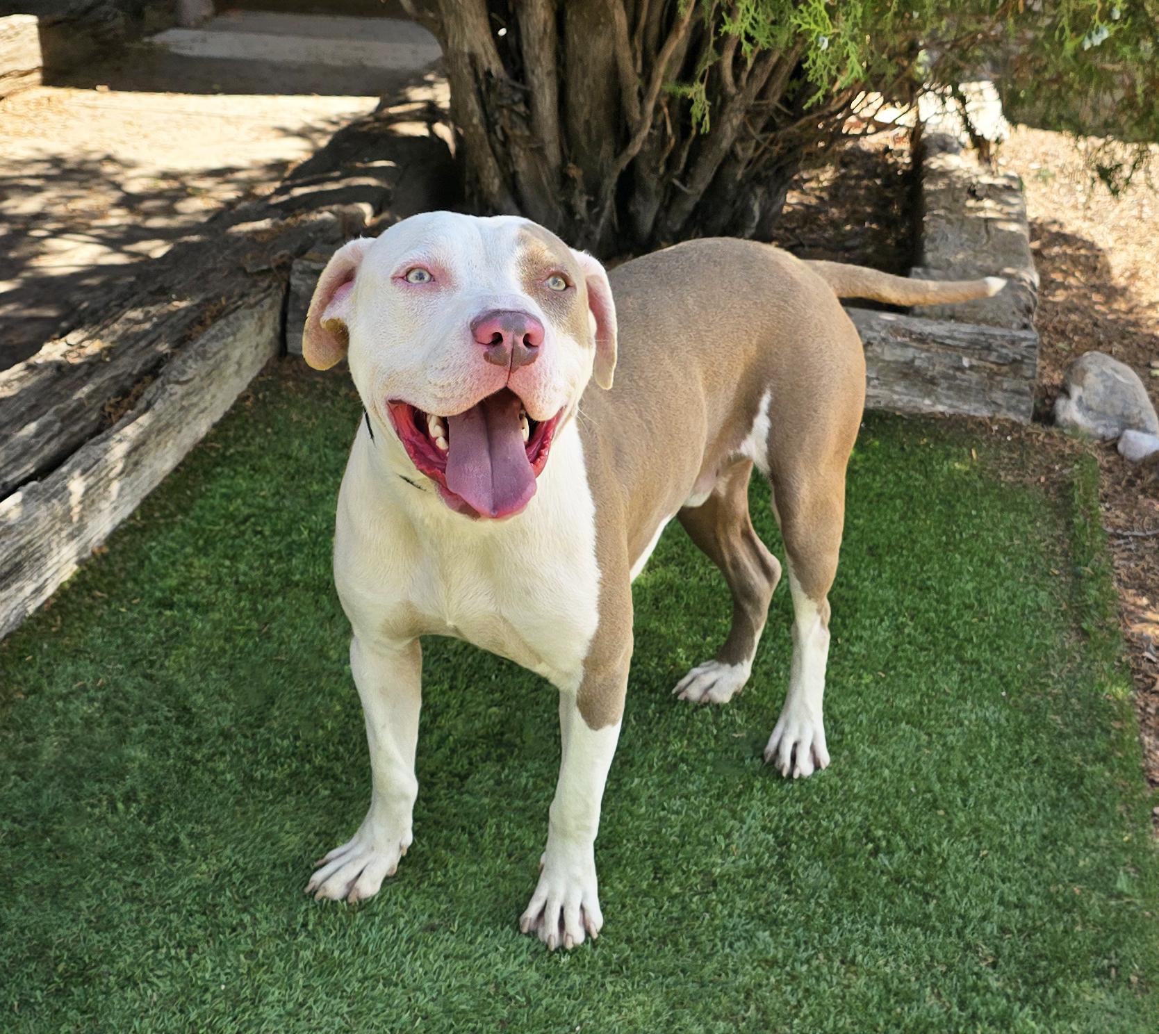 Enlarge Joyful Mr Judd ~ SWEET !, a Adoptable American Staffordshire Terrier in Albuquerque, NM image 2/5