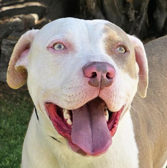 Enlarge Joyful Mr Judd ~ SWEET !, a Adoptable American Staffordshire Terrier in Albuquerque, NM image 1/5