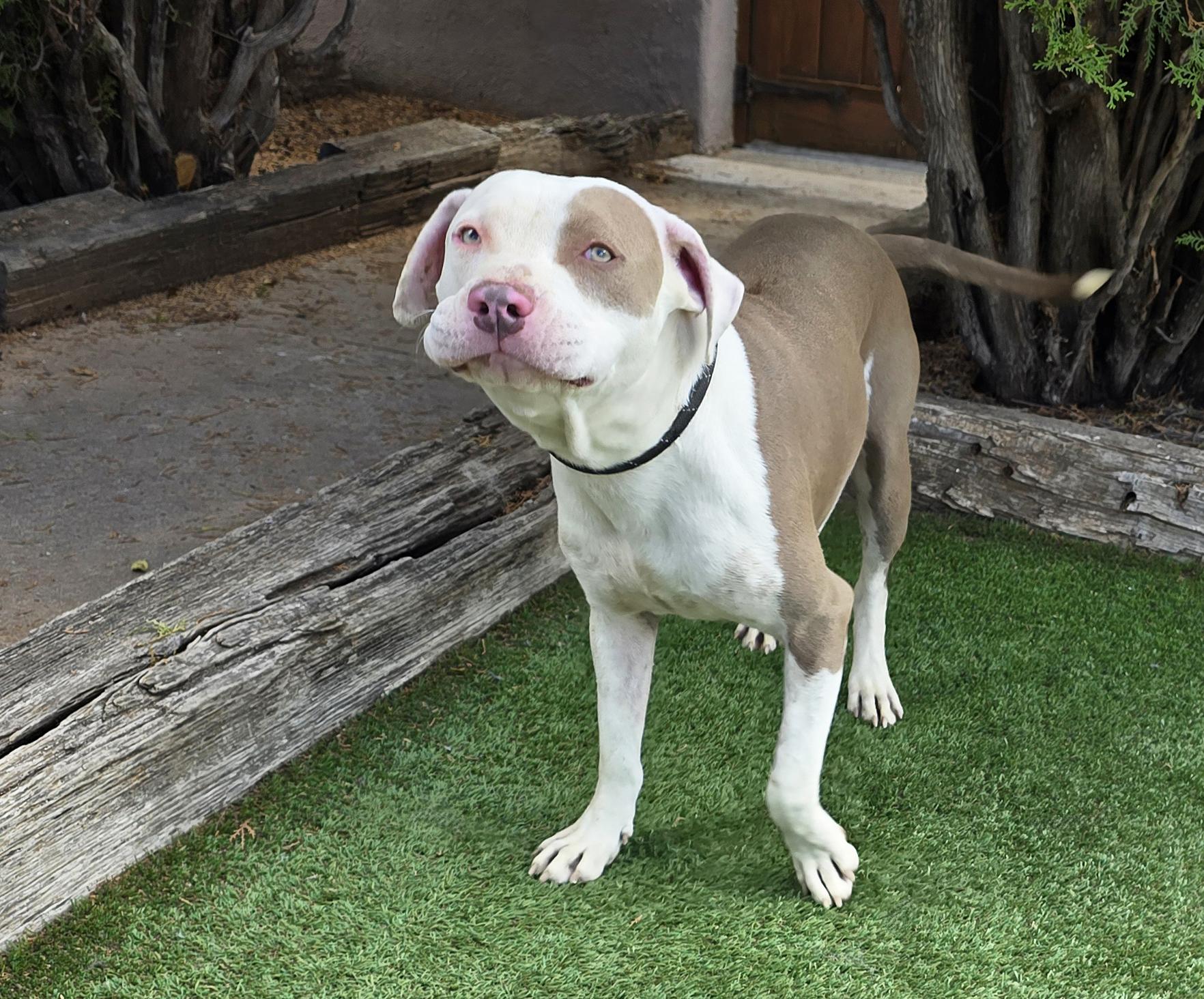 Enlarge Joyful Mr Judd ~ SWEET !, a Adoptable American Staffordshire Terrier in Albuquerque, NM image 5/5