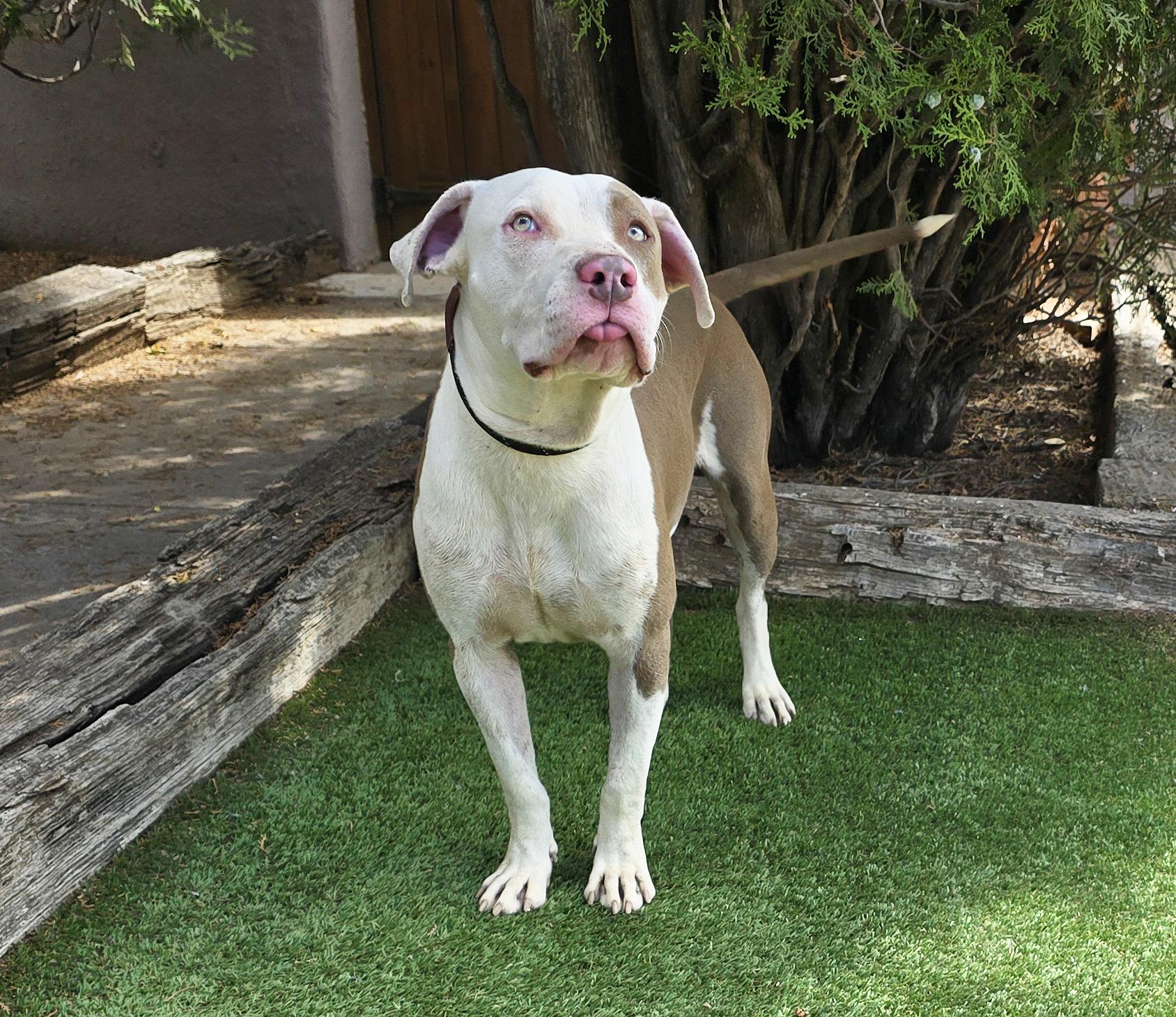 Enlarge Joyful Mr Judd ~ SWEET !, a Adoptable American Staffordshire Terrier in Albuquerque, NM image 3/5