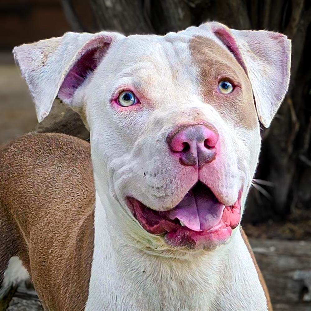 Enlarge Joyful Mr Judd ~ SWEET !, a Adoptable American Staffordshire Terrier in Albuquerque, NM image 4/5