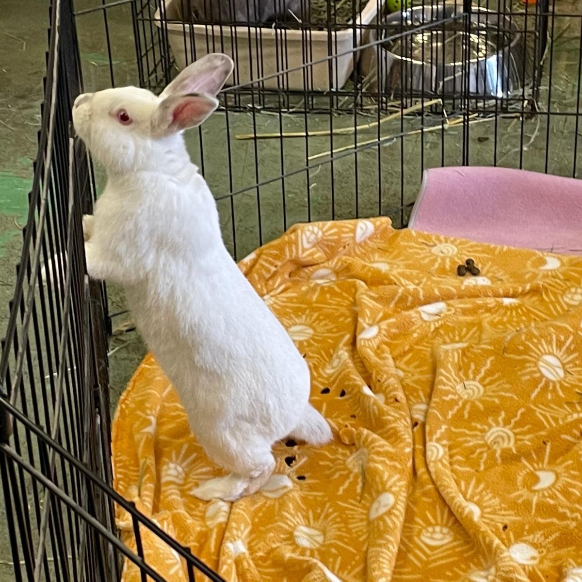 Lady Bunnicula, a Adoptable Bunny Rabbit in Oakland, CA image 6/6