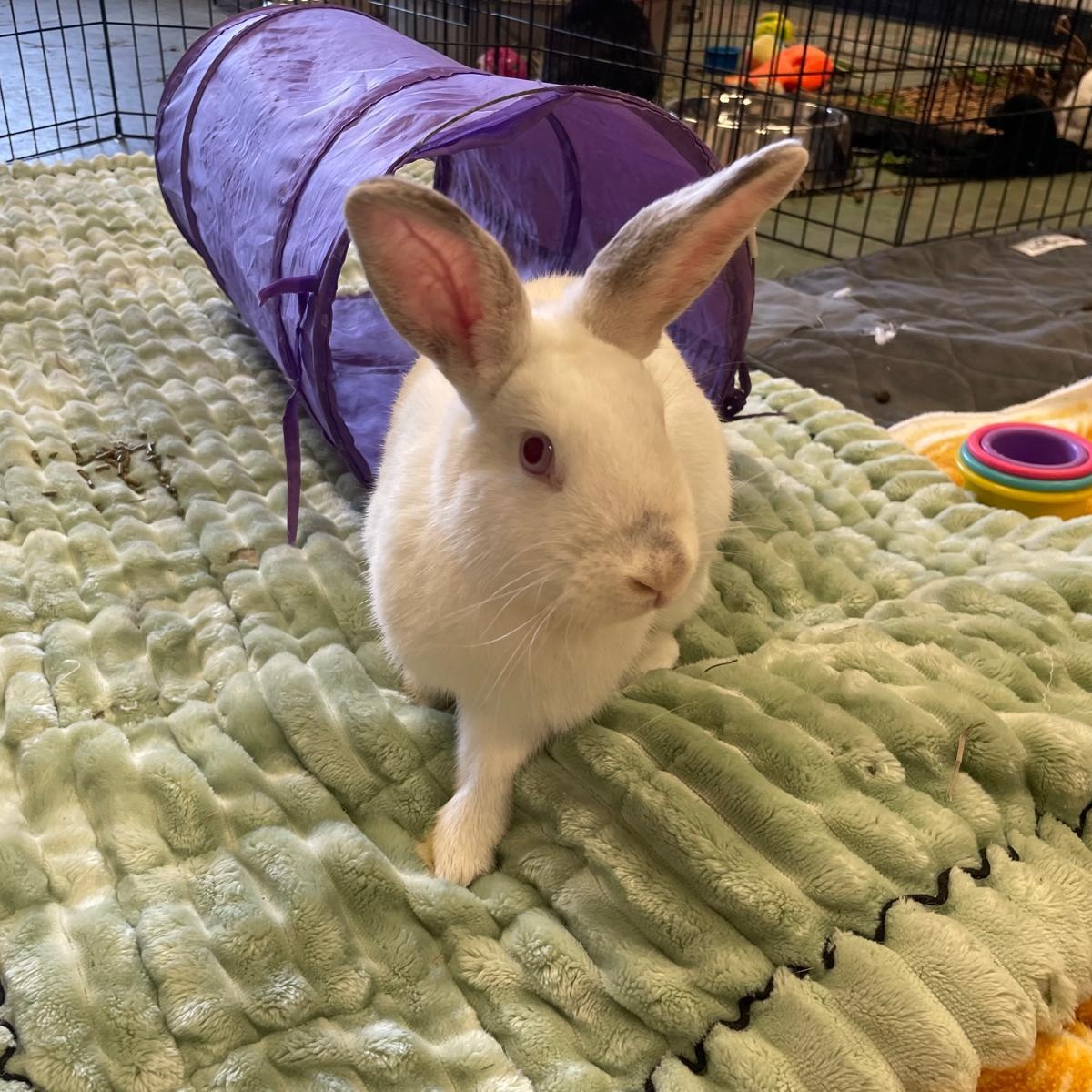 Lady Bunnicula, a Adoptable Bunny Rabbit in Oakland, CA image 2/6