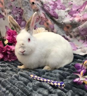 Lady Bunnicula, a Adoptable Bunny Rabbit in Oakland, CA image 4/6