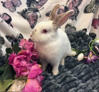 Lady Bunnicula, a Adoptable Bunny Rabbit in Oakland, CA image 1/6