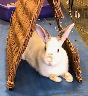 Lady Bunnicula, a Adoptable Bunny Rabbit in Oakland, CA image 3/6