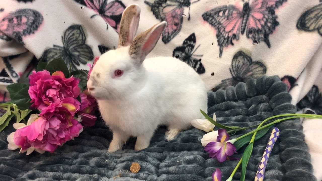 Enlarge Lady Bunnicula, a Adoptable Bunny Rabbit in Oakland, CA video 5/6