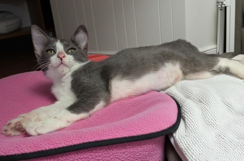 Hannah, Adoptable, Kitten Female Domestic Short Hair.