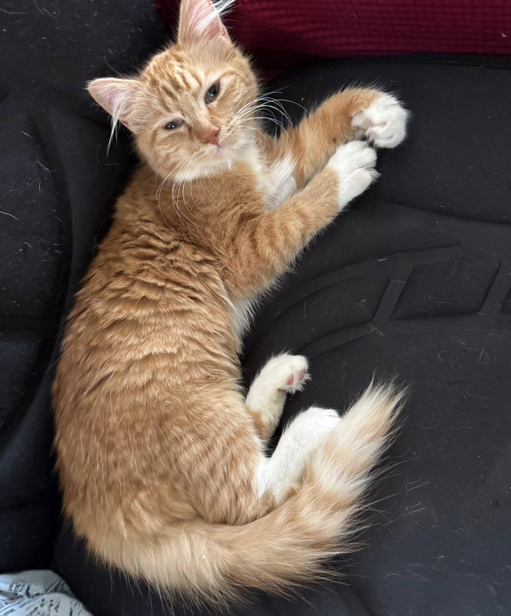 Goldie, adopted, Young Female Domestic Medium Hair.