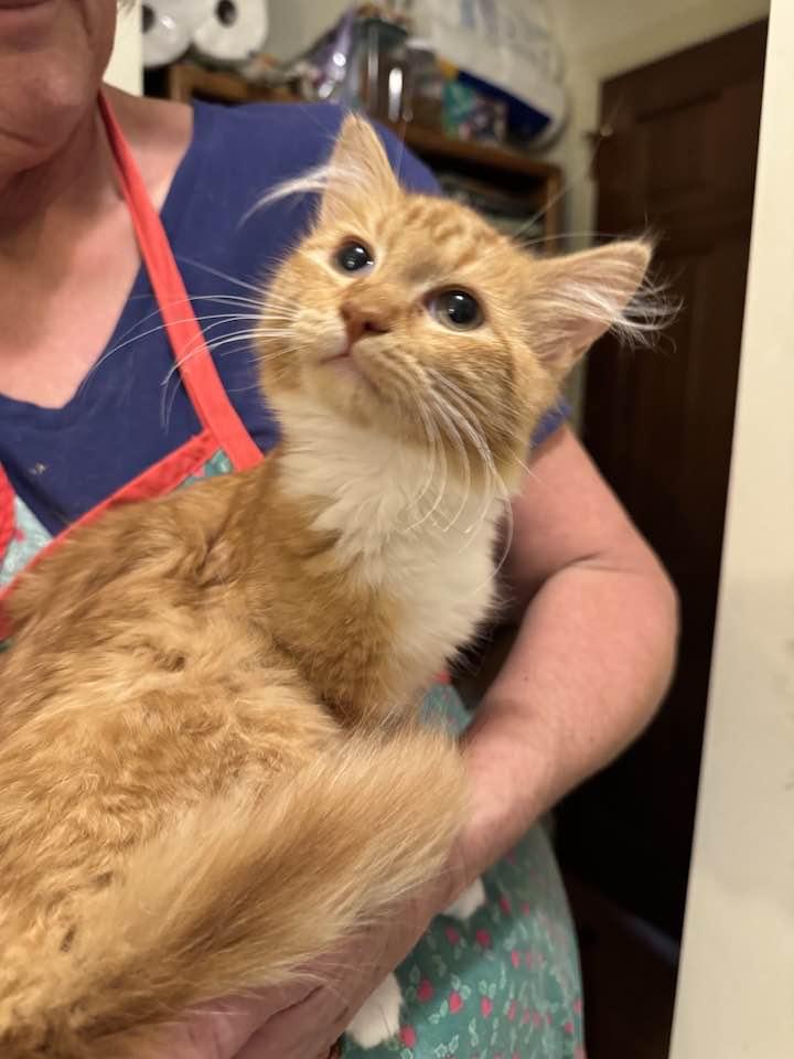 Enlarge Goldie, an adopted Domestic Medium Hair in Columbia, SC image 4/4