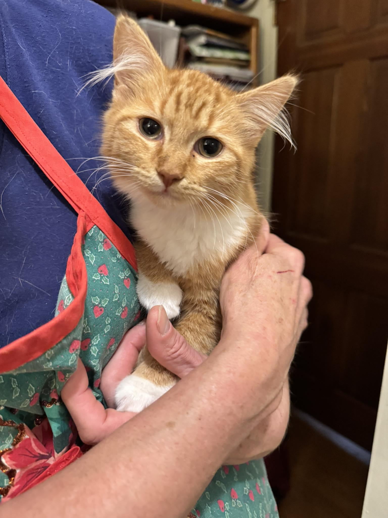 Enlarge Goldie, an adopted Domestic Medium Hair in Columbia, SC image 3/4