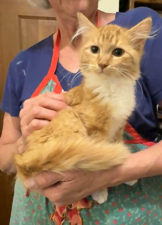 Enlarge Goldie, an adopted Domestic Medium Hair in Columbia, SC image 2/4