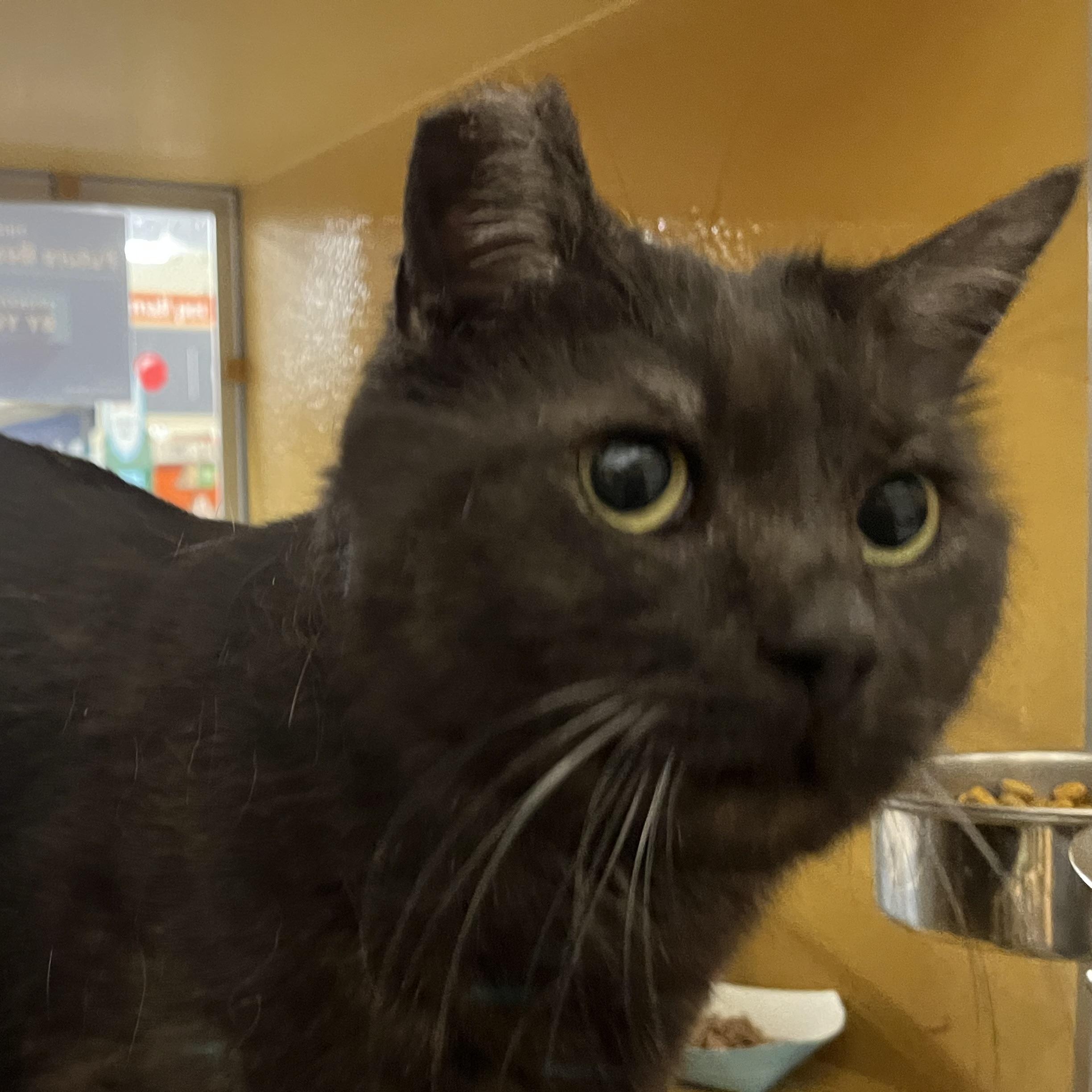 Enlarge Magic, a Adoptable Domestic Medium Hair image 4/5