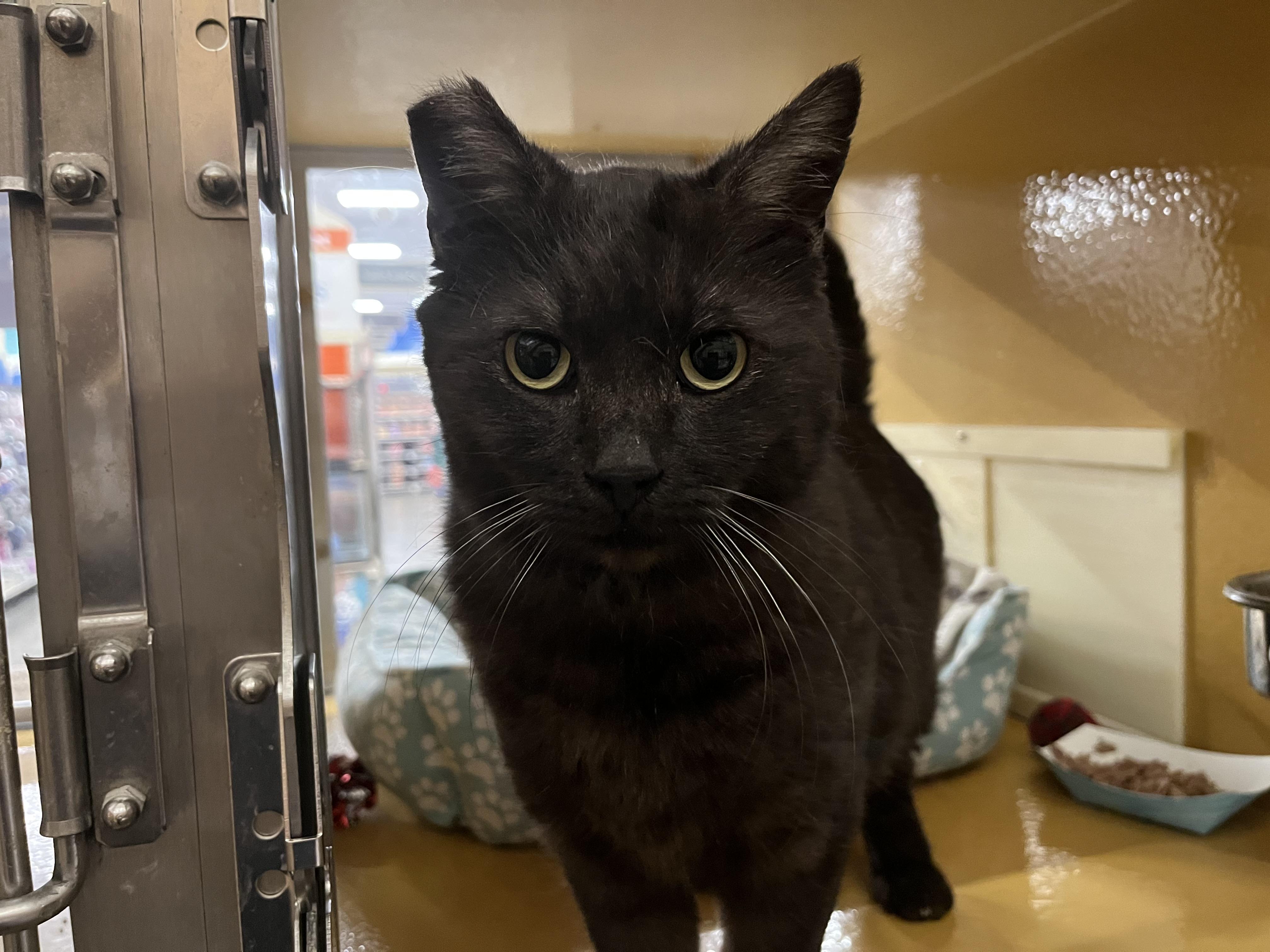 Enlarge Magic, a Adoptable Domestic Medium Hair image 5/5